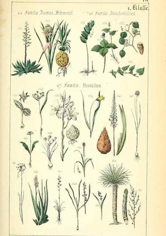 Reproducción/Reproduction 49269496841: Populäre Botanik. Stuttgart,Krais & Hoffmann,1857.. 