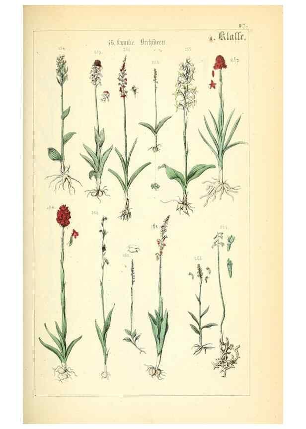 Reproducción/Reproduction 49269035853: Populäre Botanik. Stuttgart,Krais & Hoffmann,1857.. 