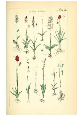 Reproducción/Reproduction 49269035853: Populäre Botanik. Stuttgart,Krais & Hoffmann,1857.. 