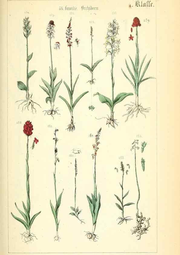 Reproducción/Reproduction 49269035853: Populäre Botanik. Stuttgart,Krais & Hoffmann,1857.. 