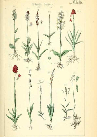 Reproducción/Reproduction 49269035853: Populäre Botanik. Stuttgart,Krais & Hoffmann,1857.. 