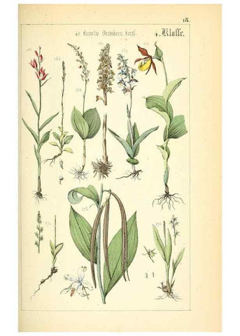 Reproducción/Reproduction 49269497926: Populäre Botanik. Stuttgart,Krais & Hoffmann,1857.. 