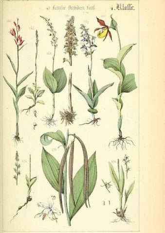 Reproducción/Reproduction 49269497926: Populäre Botanik. Stuttgart,Krais & Hoffmann,1857.. 