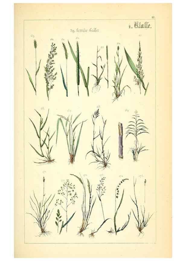 Reproducción/Reproduction 49269033483: Populäre Botanik. Stuttgart,Krais & Hoffmann,1857.. 