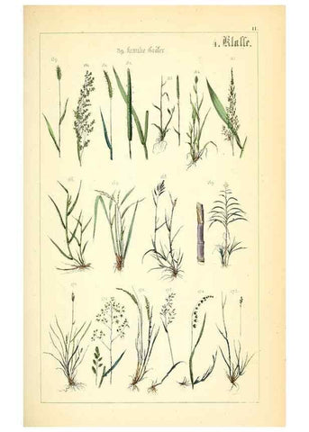 Reproducción/Reproduction 49269033483: Populäre Botanik. Stuttgart,Krais & Hoffmann,1857.. 