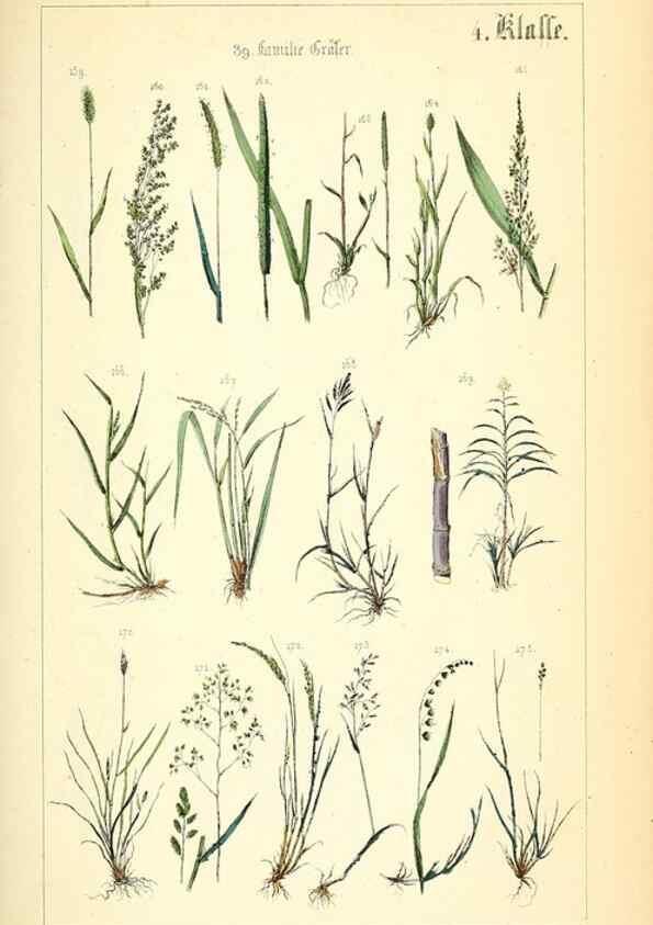 Reproducción/Reproduction 49269033483: Populäre Botanik. Stuttgart,Krais & Hoffmann,1857.. 