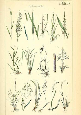 Reproducción/Reproduction 49269033483: Populäre Botanik. Stuttgart,Krais & Hoffmann,1857.. 