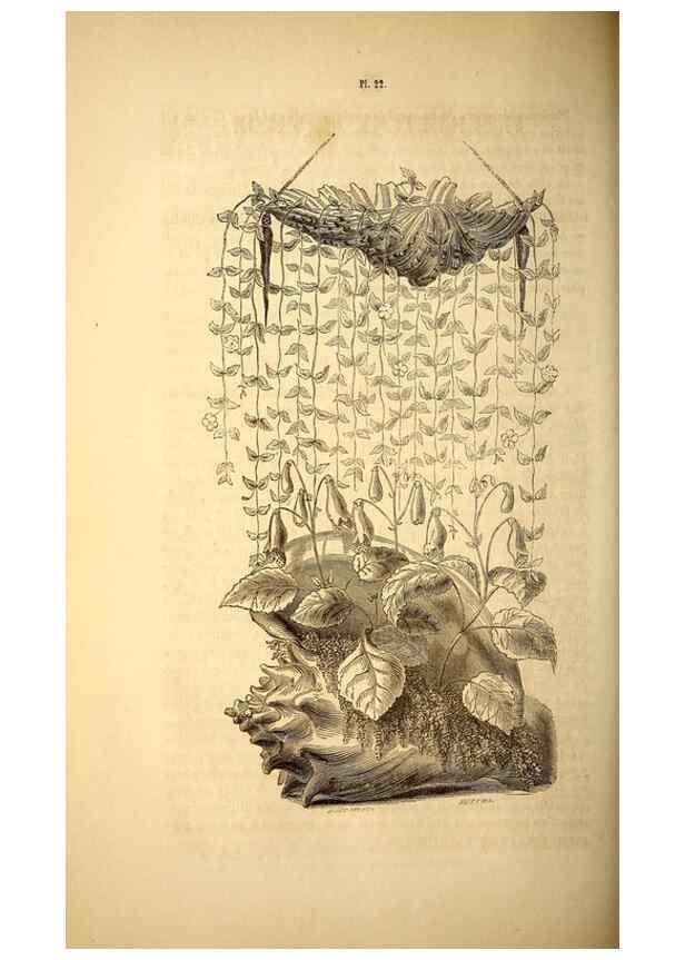 Reproducción/Reproduction 49269541312: Belgique horticole.. Liége.. 