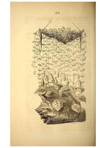 Reproducción/Reproduction 49269541312: Belgique horticole.. Liége.. 