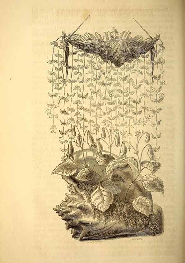 Reproducción/Reproduction 49269541312: Belgique horticole.. Liége.. 