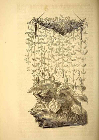 Reproducción/Reproduction 49269541312: Belgique horticole.. Liége.. 