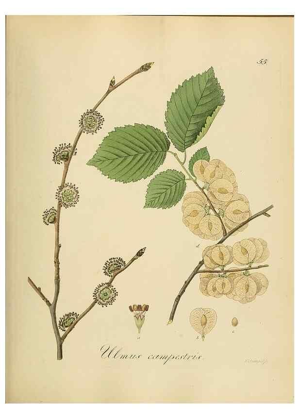 Reproducción/Reproduction 49298205708: Vollständige Naturgeschichte der forstlichen Culturpflanzen Deutschlands.. Berlin,A. Förstner'sche Verlagsbuchhandlung (P. Jeanrenaud)1851.. 