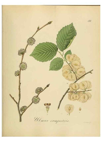 Reproducción/Reproduction 49298205708: Vollständige Naturgeschichte der forstlichen Culturpflanzen Deutschlands.. Berlin,A. Förstner'sche Verlagsbuchhandlung (P. Jeanrenaud)1851.. 