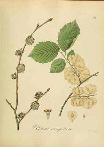 Reproducción/Reproduction 49298205708: Vollständige Naturgeschichte der forstlichen Culturpflanzen Deutschlands.. Berlin,A. Förstner'sche Verlagsbuchhandlung (P. Jeanrenaud)1851.. 