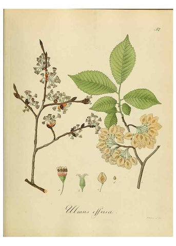 Reproducción/Reproduction 49298206153: Vollständige Naturgeschichte der forstlichen Culturpflanzen Deutschlands.. Berlin,A. Förstner'sche Verlagsbuchhandlung (P. Jeanrenaud)1851.. 