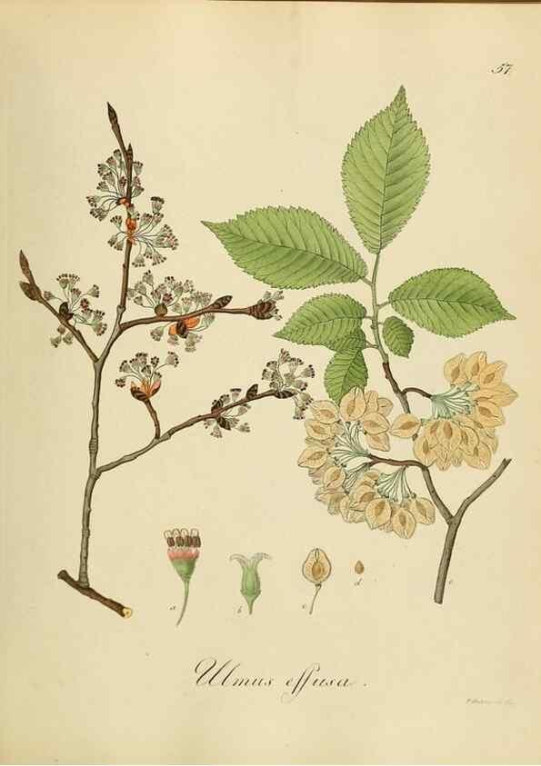 Reproducción/Reproduction 49298206153: Vollständige Naturgeschichte der forstlichen Culturpflanzen Deutschlands.. Berlin,A. Förstner'sche Verlagsbuchhandlung (P. Jeanrenaud)1851.. 