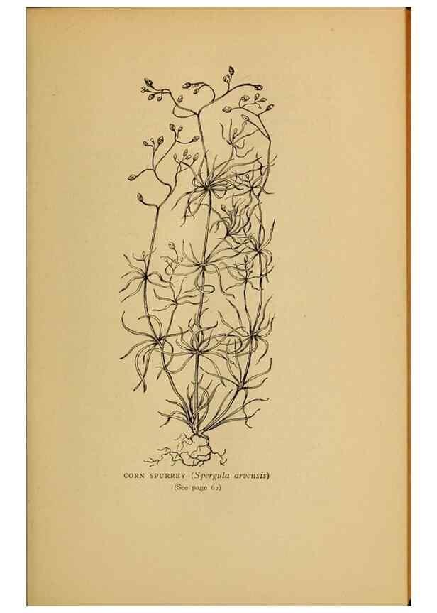 Reproducción/Reproduction 49304184676: Harper's guide to wild flowers,. New York,Harper,1912.. 