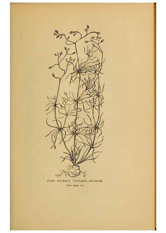 Reproducción/Reproduction 49304184676: Harper's guide to wild flowers,. New York,Harper,1912.. 