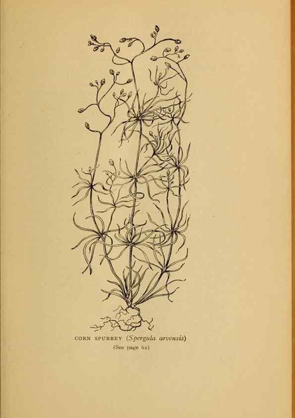 Reproducción/Reproduction 49304184676: Harper's guide to wild flowers,. New York,Harper,1912.. 
