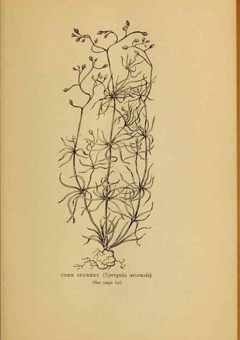 Reproducción/Reproduction 49304184676: Harper's guide to wild flowers,. New York,Harper,1912.. 