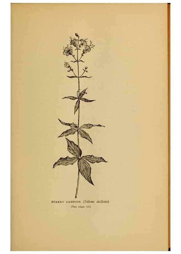 Reproducción/Reproduction 49304395247: Harper's guide to wild flowers,. New York,Harper,1912.. 