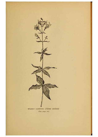 Reproducción/Reproduction 49304395247: Harper's guide to wild flowers,. New York,Harper,1912.. 