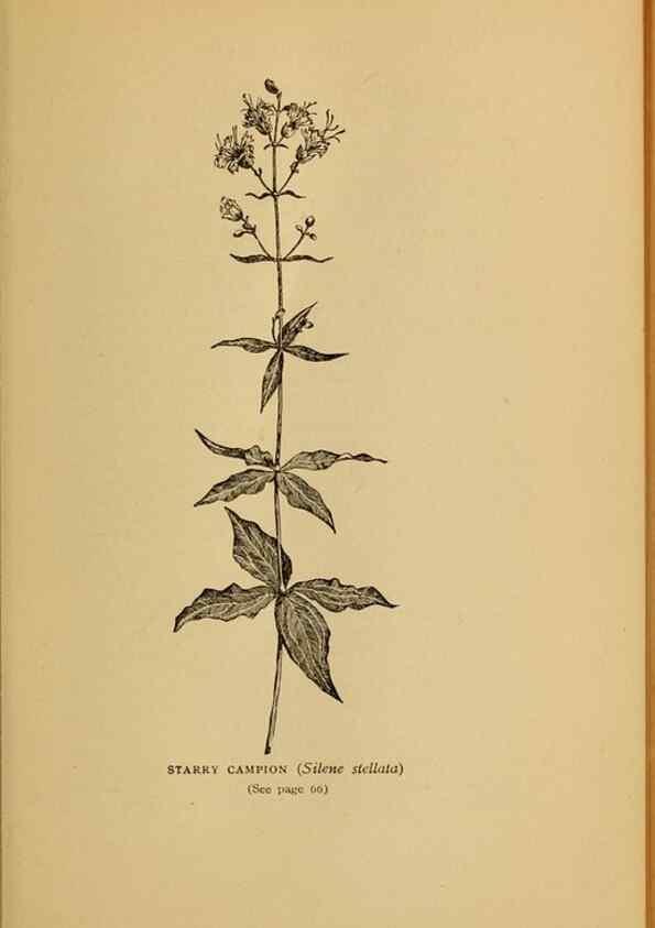 Reproducción/Reproduction 49304395247: Harper's guide to wild flowers,. New York,Harper,1912.. 