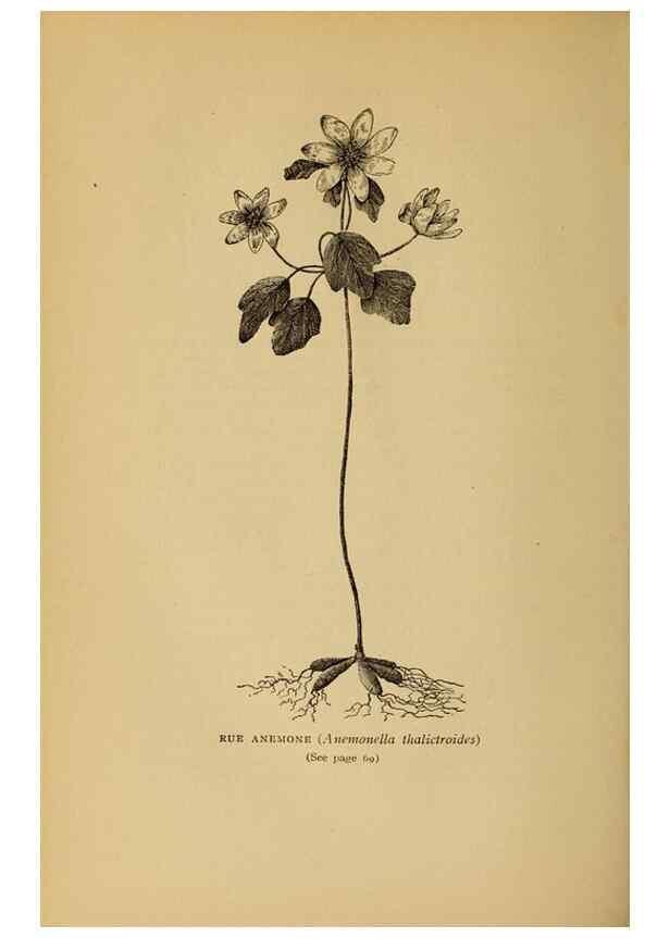 Reproducción/Reproduction 49304395517: Harper's guide to wild flowers,. New York,Harper,1912.. 
