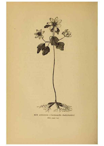 Reproducción/Reproduction 49304395517: Harper's guide to wild flowers,. New York,Harper,1912.. 