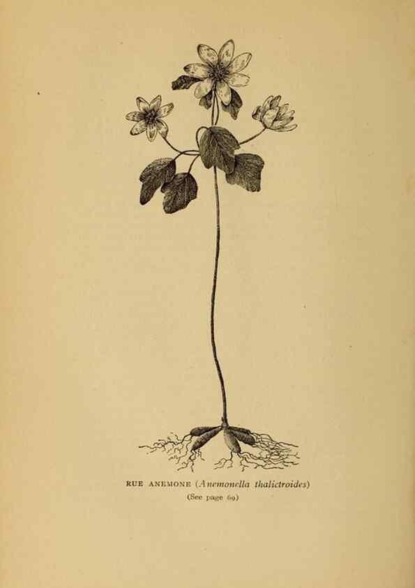 Reproducción/Reproduction 49304395517: Harper's guide to wild flowers,. New York,Harper,1912.. 