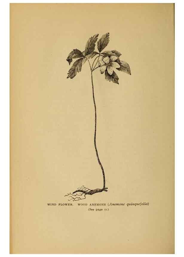 Reproducción/Reproduction 49304395782: Harper's guide to wild flowers,. New York,Harper,1912.. 