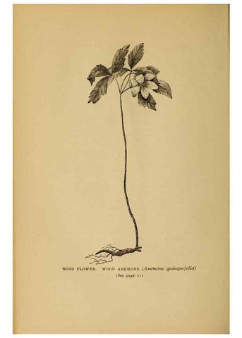Reproducción/Reproduction 49304395782: Harper's guide to wild flowers,. New York,Harper,1912.. 