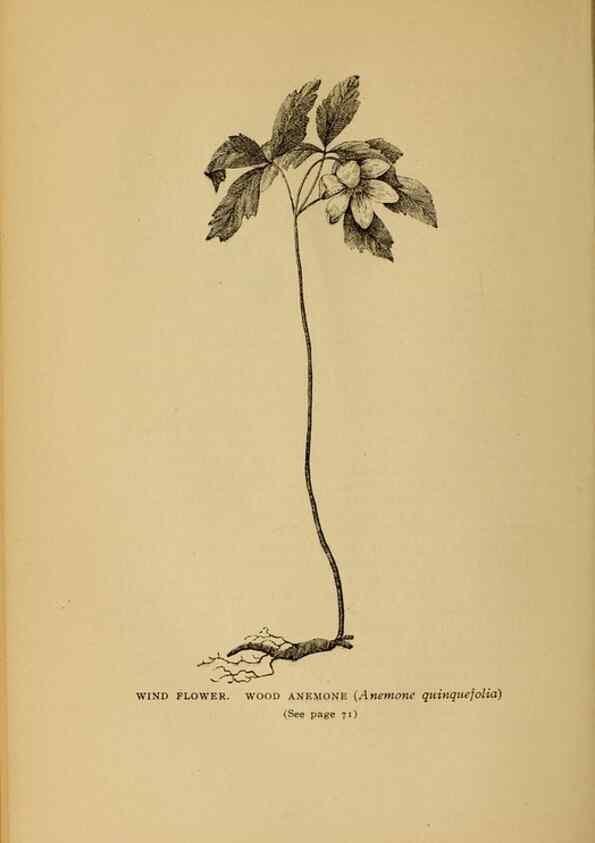 Reproducción/Reproduction 49304395782: Harper's guide to wild flowers,. New York,Harper,1912.. 