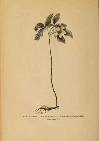 Reproducción/Reproduction 49304395782: Harper's guide to wild flowers,. New York,Harper,1912.. 