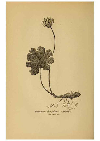 Reproducción/Reproduction 49304396012: Harper's guide to wild flowers,. New York,Harper,1912.. 