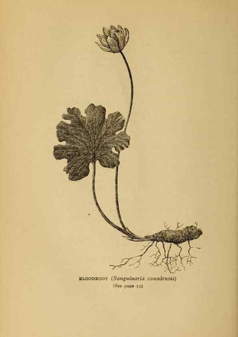 Reproducción/Reproduction 49304396012: Harper's guide to wild flowers,. New York,Harper,1912.. 