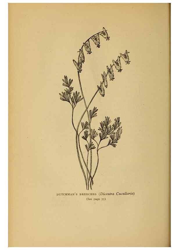 Reproducción/Reproduction 49304185901: Harper's guide to wild flowers,. New York,Harper,1912.. 