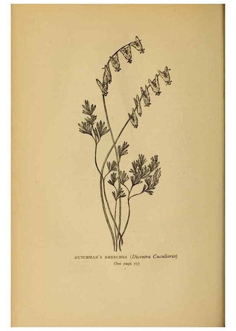 Reproducción/Reproduction 49304185901: Harper's guide to wild flowers,. New York,Harper,1912.. 