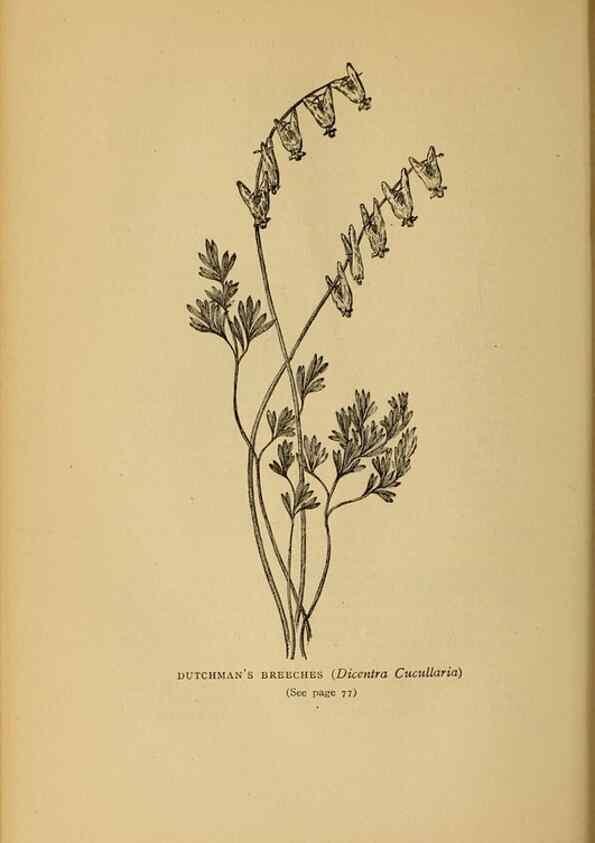 Reproducción/Reproduction 49304185901: Harper's guide to wild flowers,. New York,Harper,1912.. 