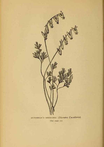 Reproducción/Reproduction 49304185901: Harper's guide to wild flowers,. New York,Harper,1912.. 