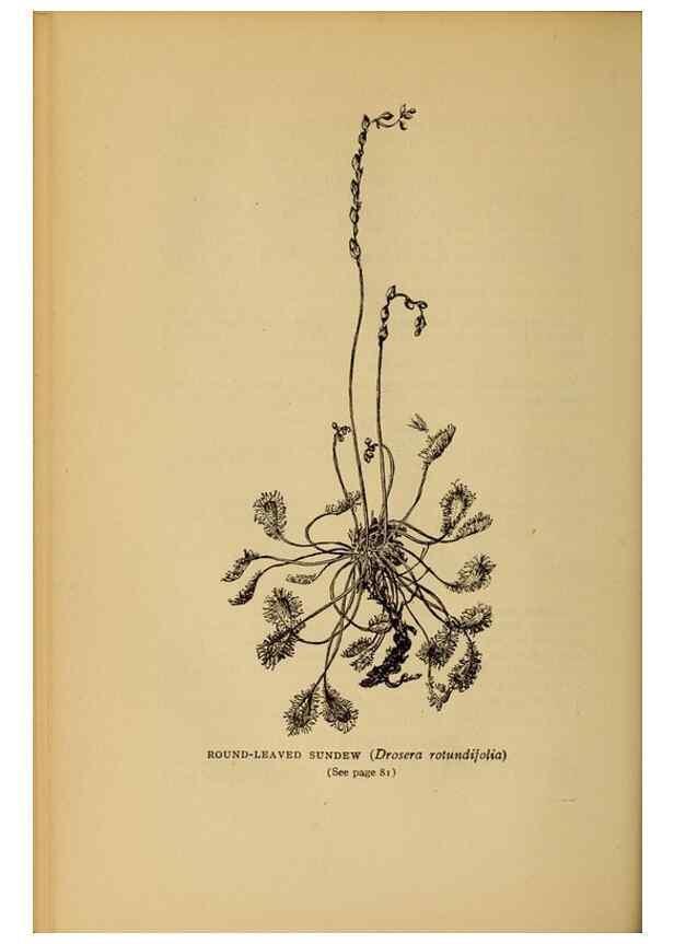 Reproducción/Reproduction 49304396462: Harper's guide to wild flowers,. New York,Harper,1912.. 