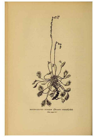 Reproducción/Reproduction 49304396462: Harper's guide to wild flowers,. New York,Harper,1912.. 
