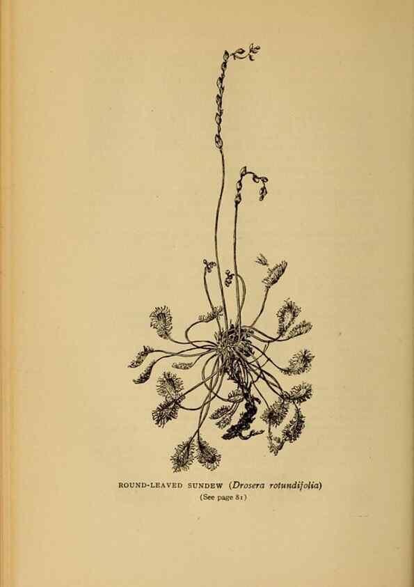 Reproducción/Reproduction 49304396462: Harper's guide to wild flowers,. New York,Harper,1912.. 