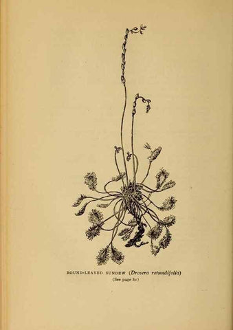 Reproducción/Reproduction 49304396462: Harper's guide to wild flowers,. New York,Harper,1912.. 