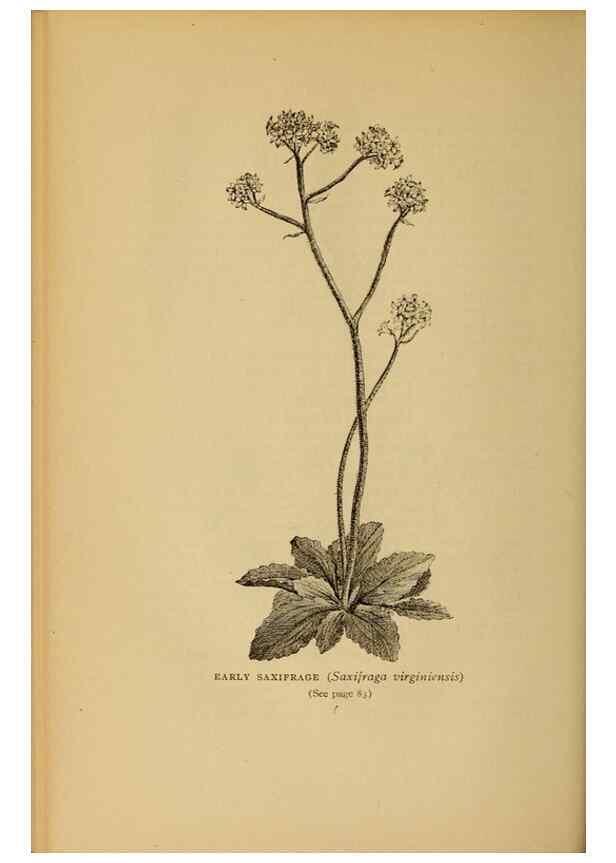 Reproducción/Reproduction 49303698108: Harper's guide to wild flowers,. New York,Harper,1912.. 