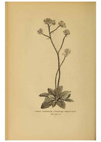 Reproducción/Reproduction 49303698108: Harper's guide to wild flowers,. New York,Harper,1912.. 