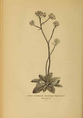 Reproducción/Reproduction 49303698108: Harper's guide to wild flowers,. New York,Harper,1912.. 