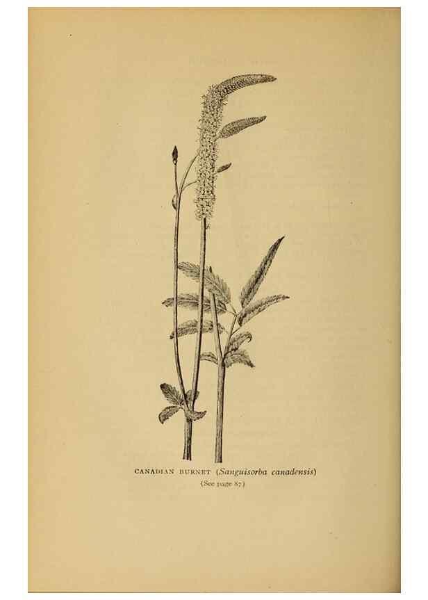 Reproducción/Reproduction 49303698318: Harper's guide to wild flowers,. New York,Harper,1912.. 