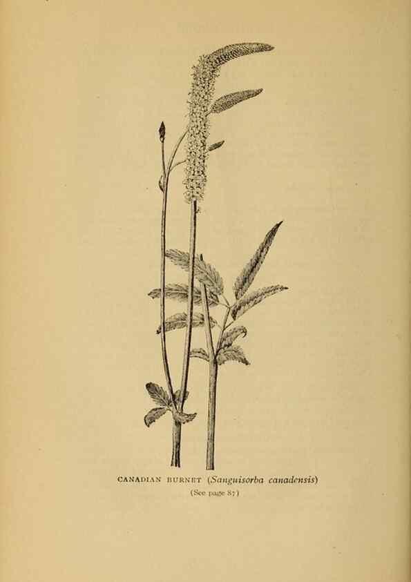 Reproducción/Reproduction 49303698318: Harper's guide to wild flowers,. New York,Harper,1912.. 