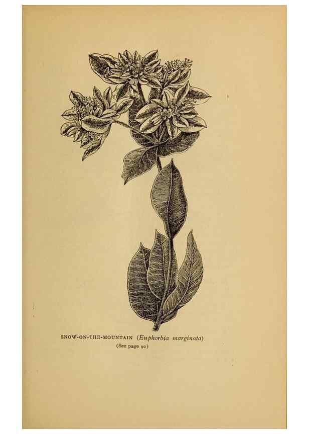 Reproducción/Reproduction 49304186756: Harper's guide to wild flowers,. New York,Harper,1912.. 